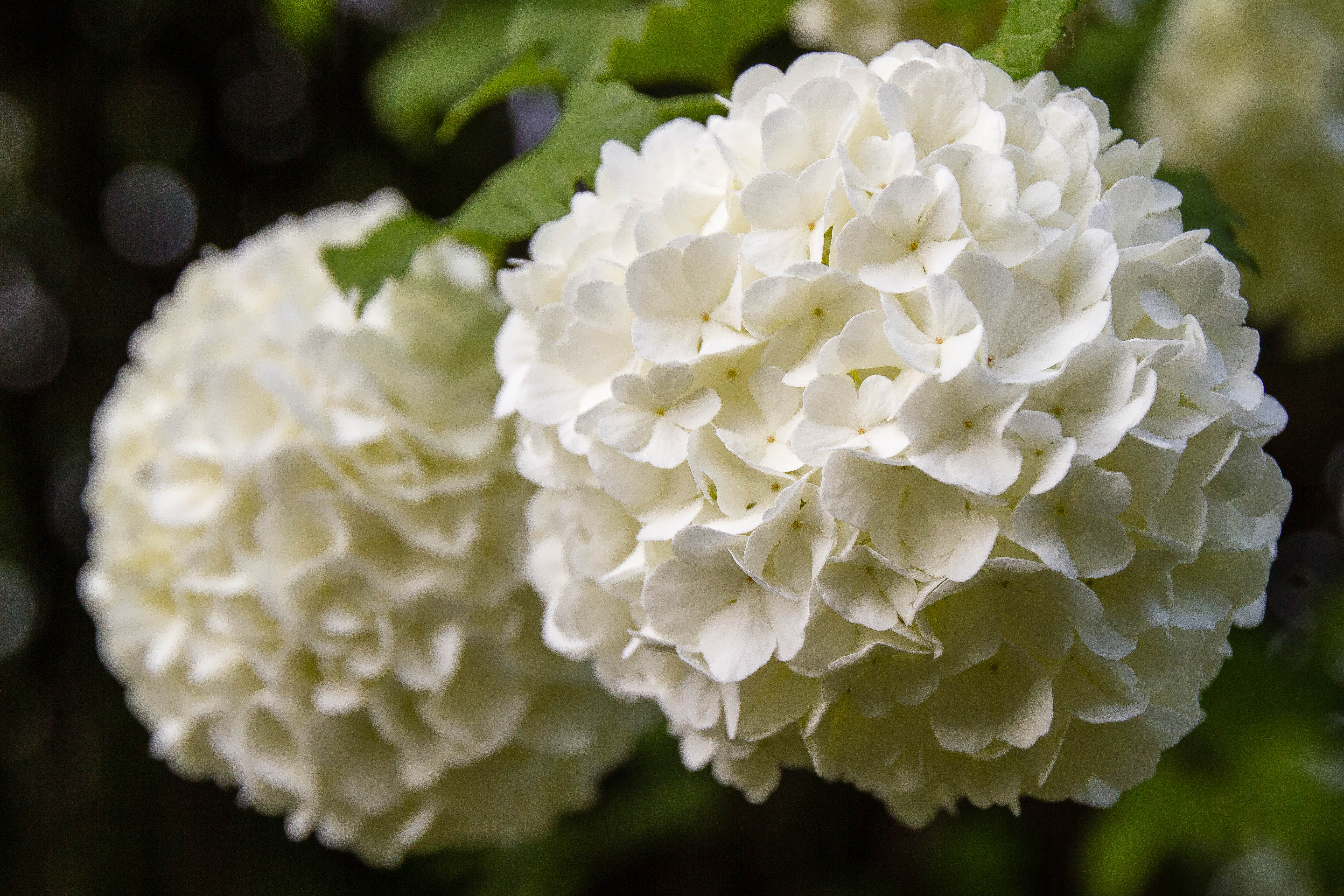 European Cranberrybush photo 4