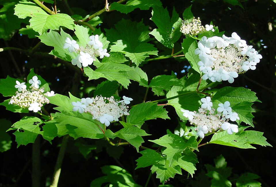 European Cranberrybush photo 5
