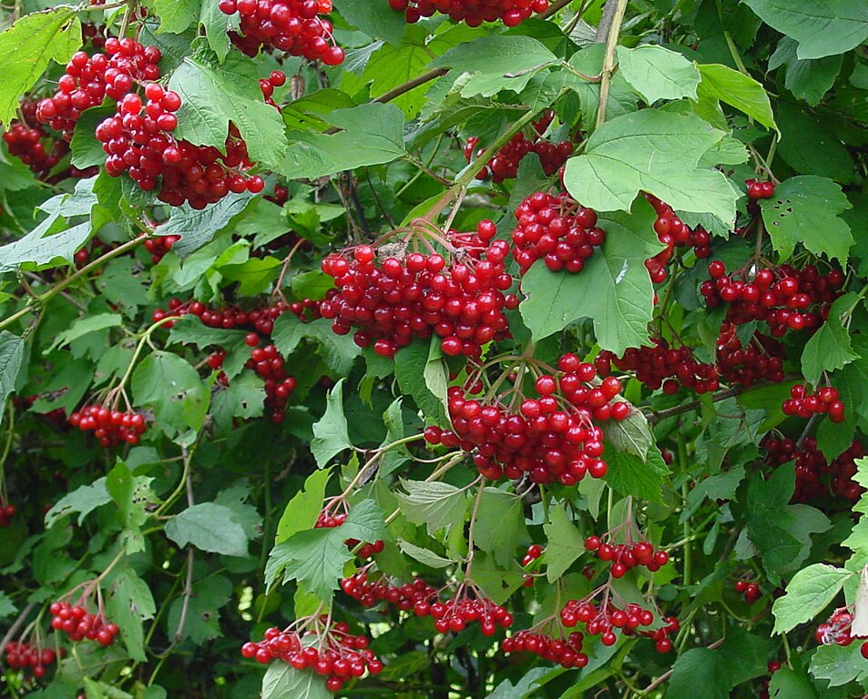 European Cranberrybush photo 6