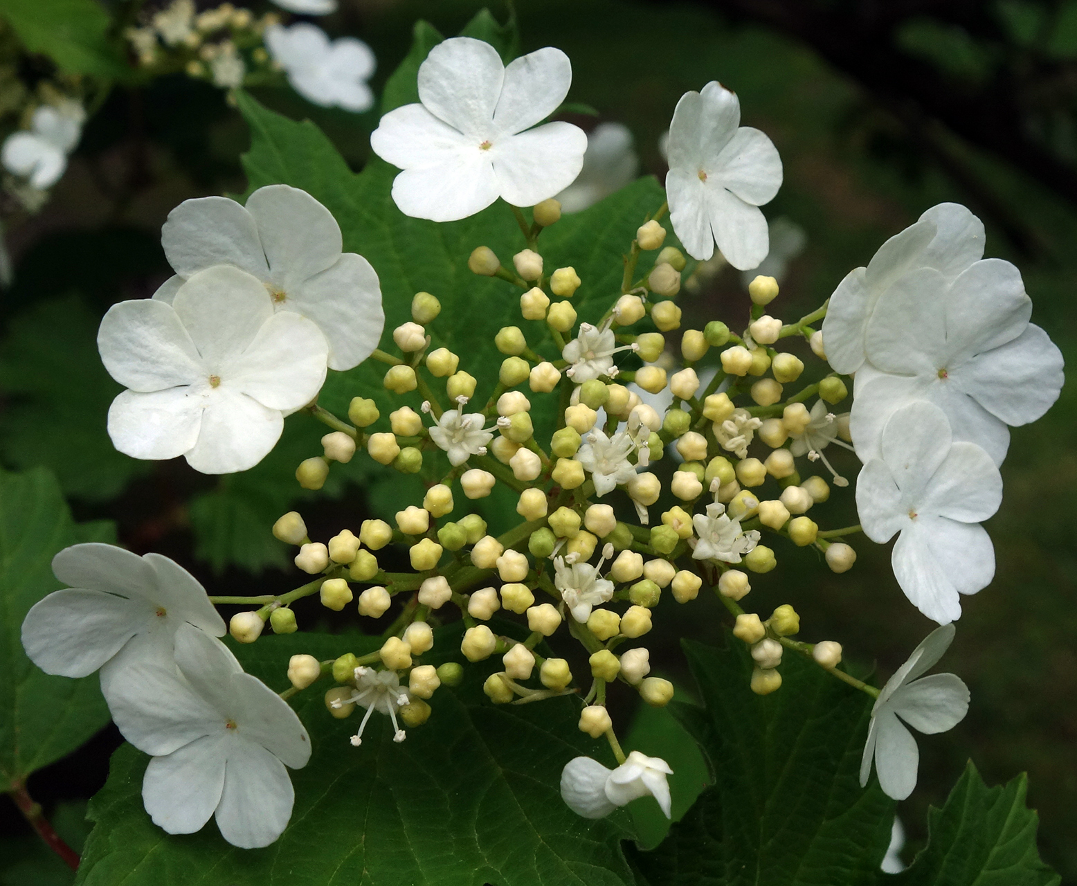 European Cranberrybush photo 7
