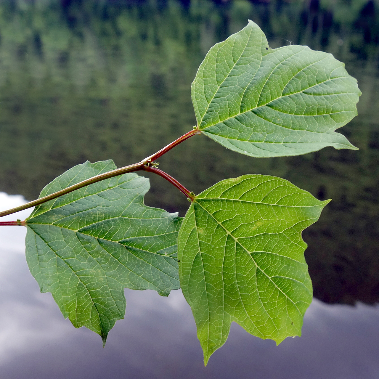 European Cranberrybush photo 8