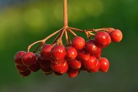 European Cranberrybush