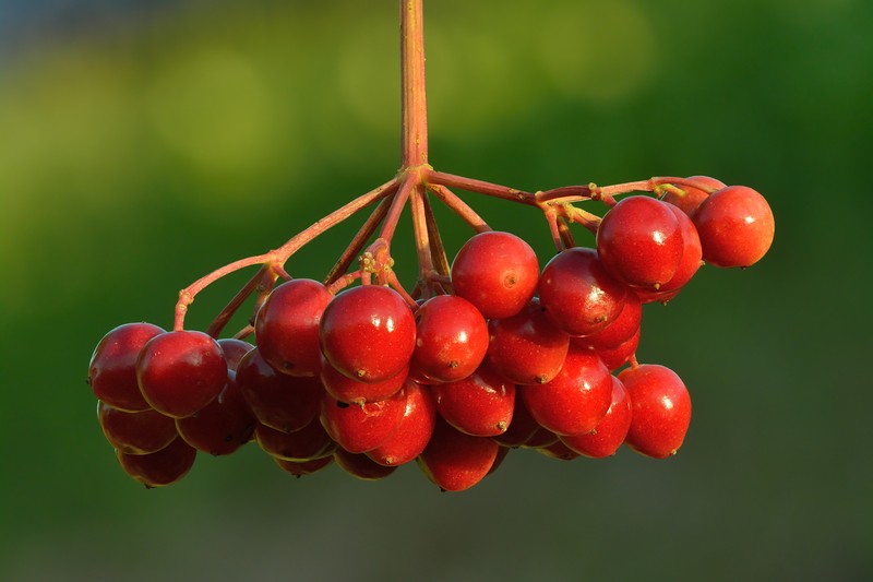 European Cranberrybush photo 2