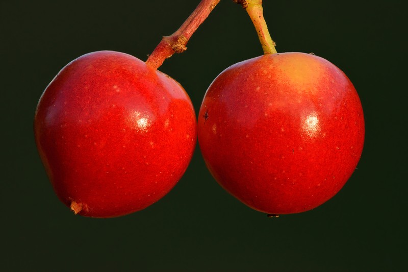 European Cranberrybush photo 3