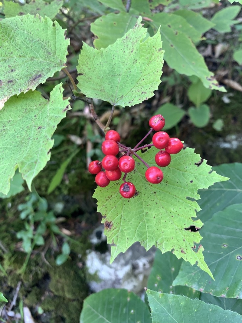 Viburnum orientale