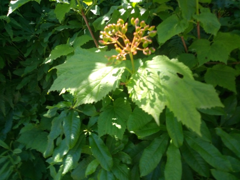 Viburnum orientale photo 2