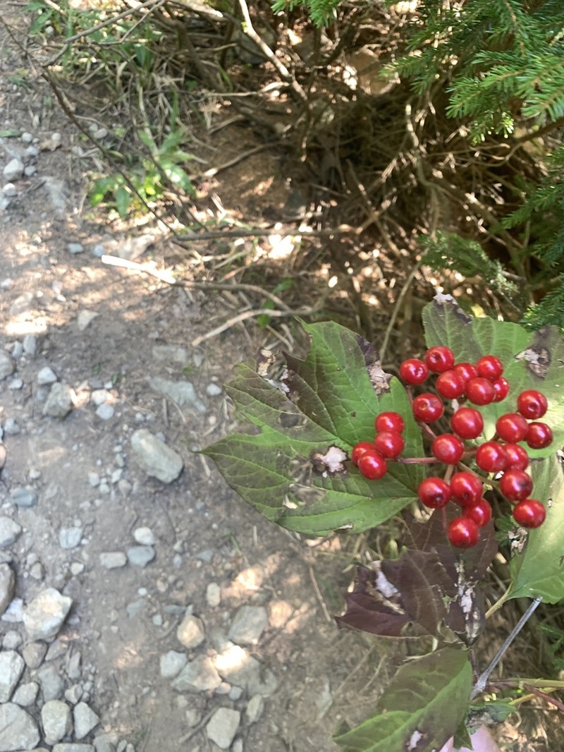 Viburnum orientale photo 3