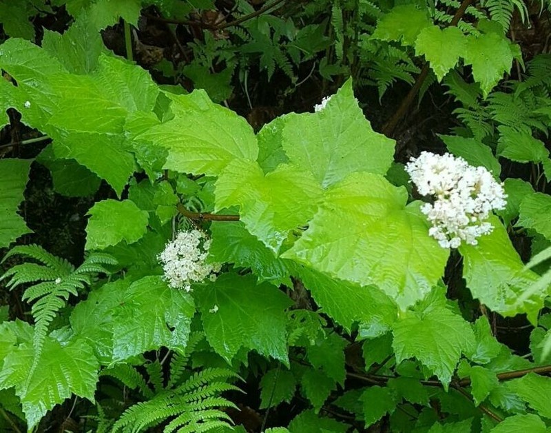 Viburnum orientale photo 4