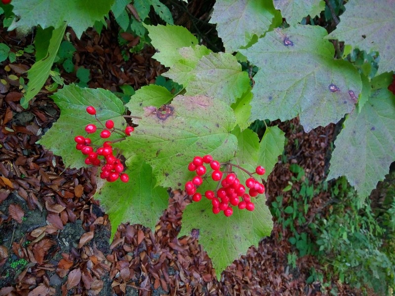 Viburnum orientale photo 5