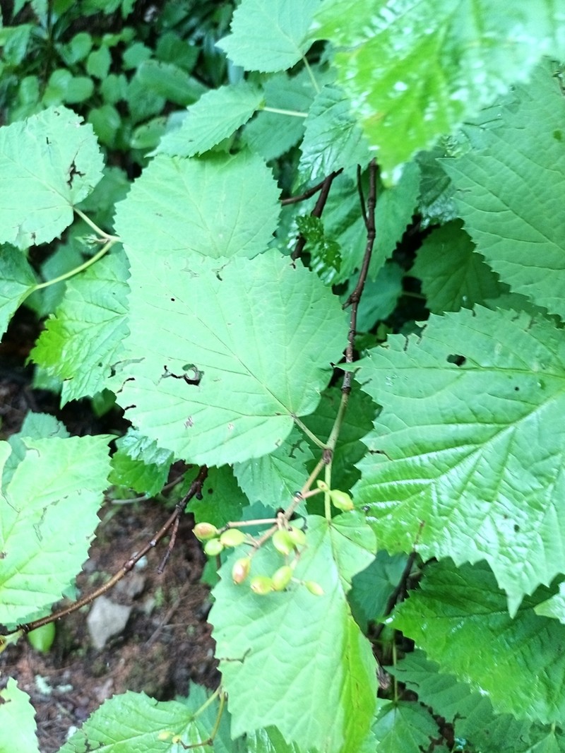 Viburnum orientale photo 6