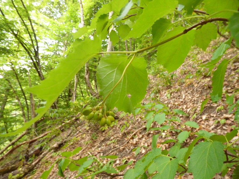 Viburnum orientale photo 7