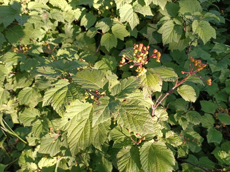 Viburnum orientale photo 8