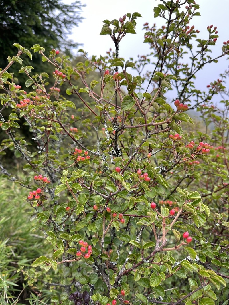 Viburnum parvifolium