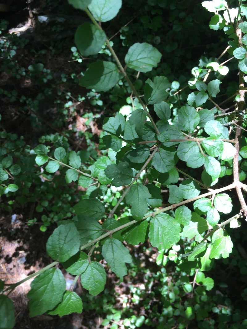 Viburnum parvifolium photo 3