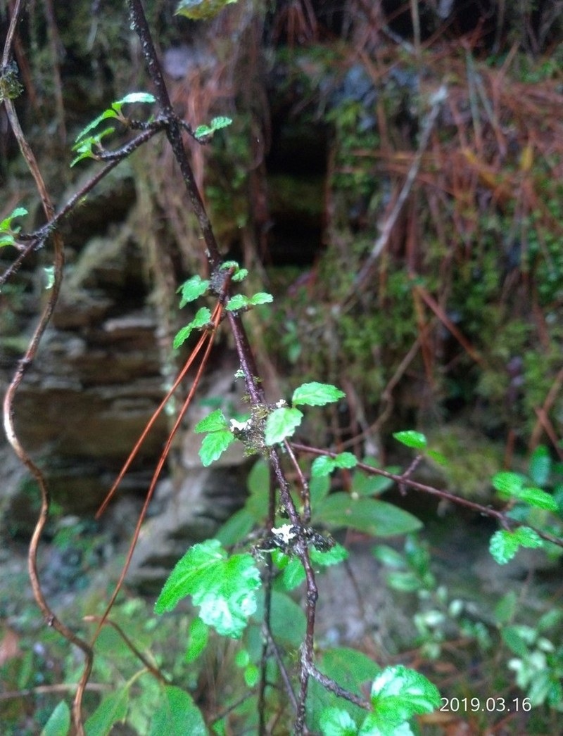 Viburnum parvifolium photo 4