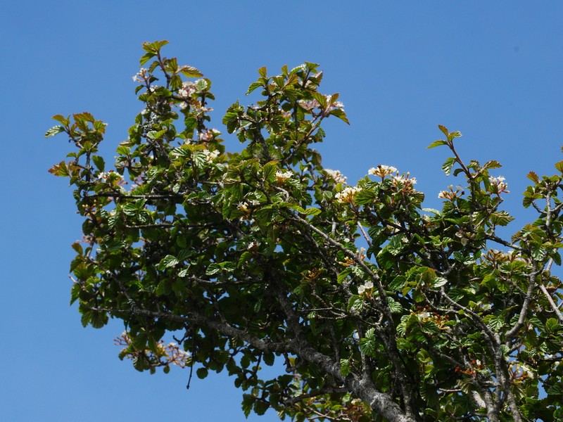 Viburnum parvifolium photo 5