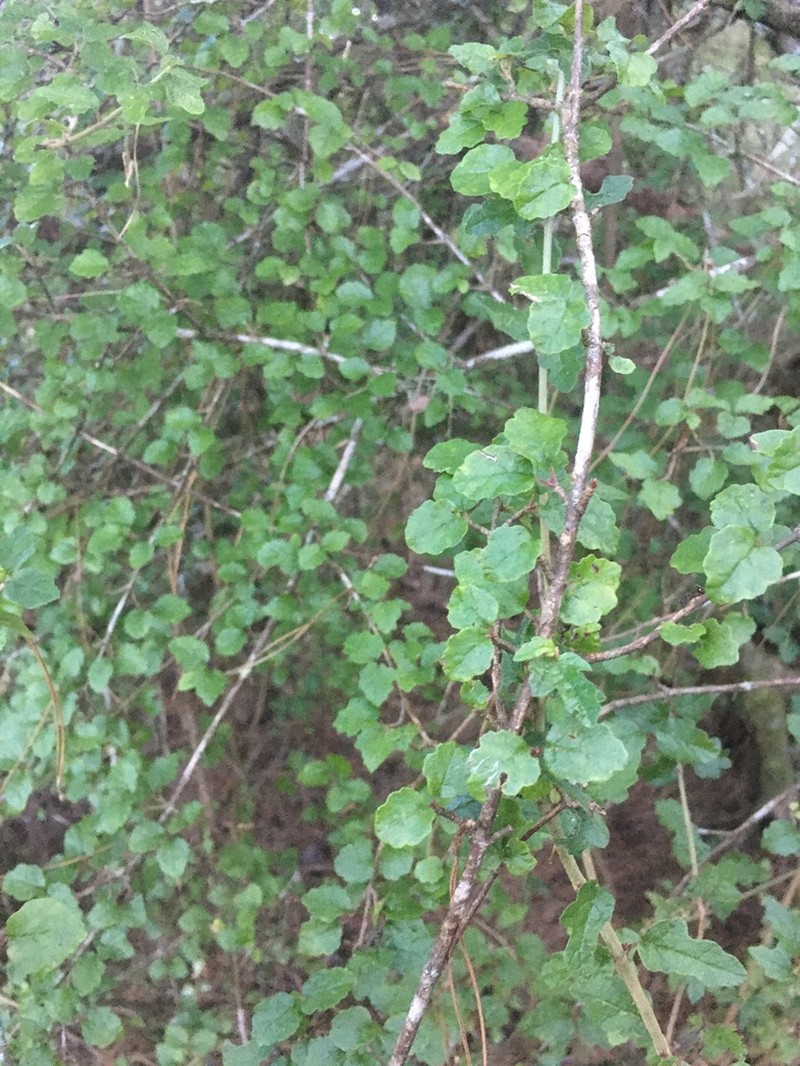 Viburnum parvifolium photo 6