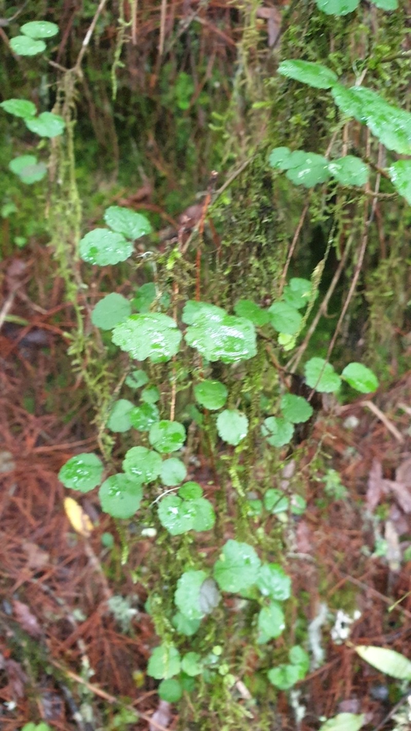 Viburnum parvifolium photo 7