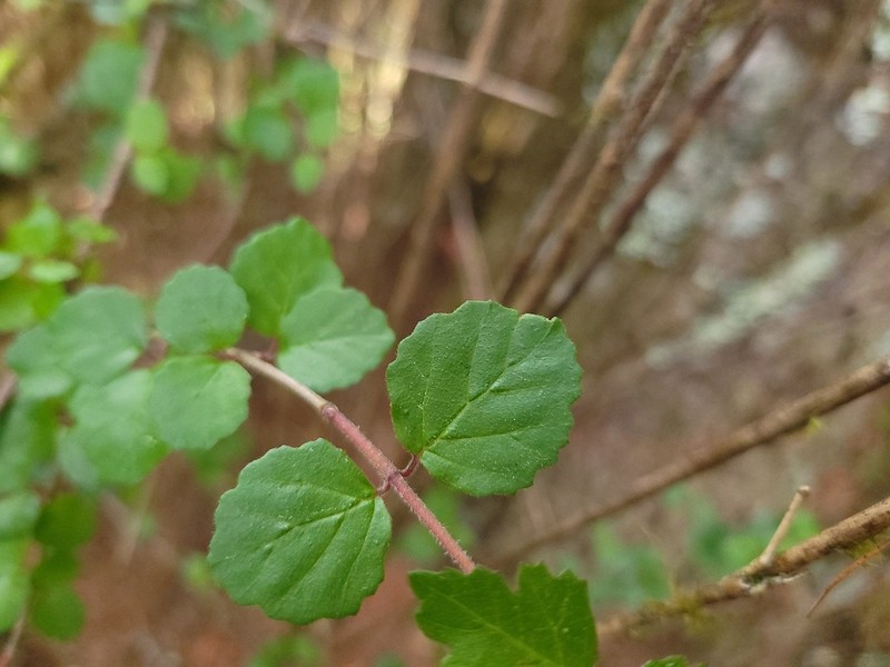 Viburnum parvifolium photo 8