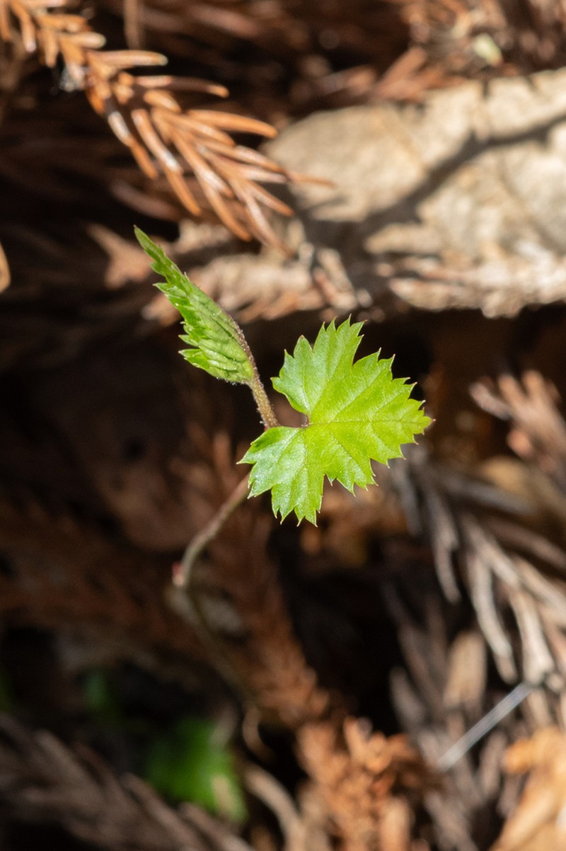 Viburnum phlebotrichum photo 2