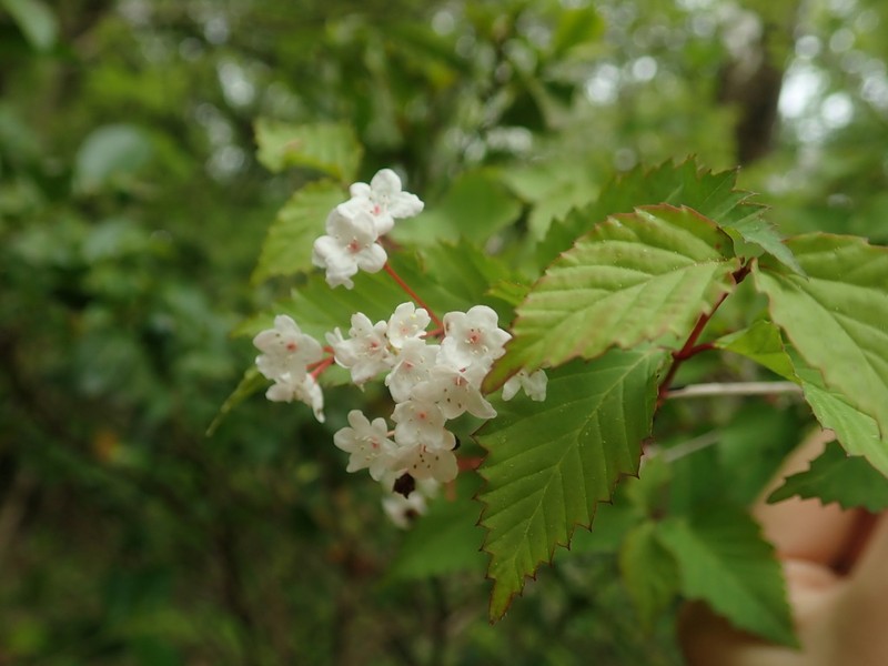 Viburnum phlebotrichum photo 3