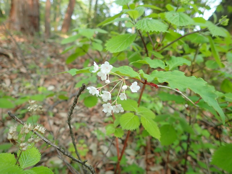 Viburnum phlebotrichum photo 4