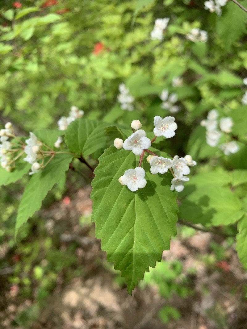 Viburnum phlebotrichum photo 5