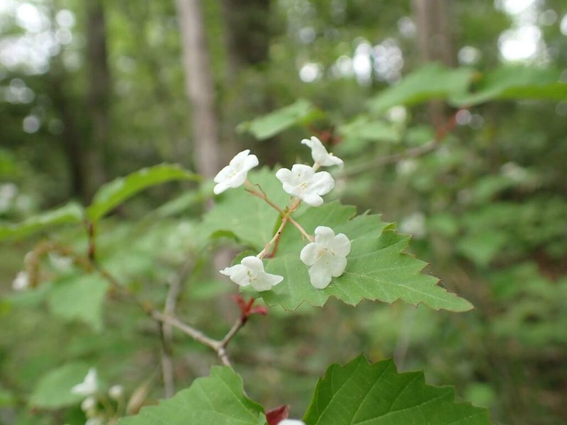 Viburnum phlebotrichum photo 6