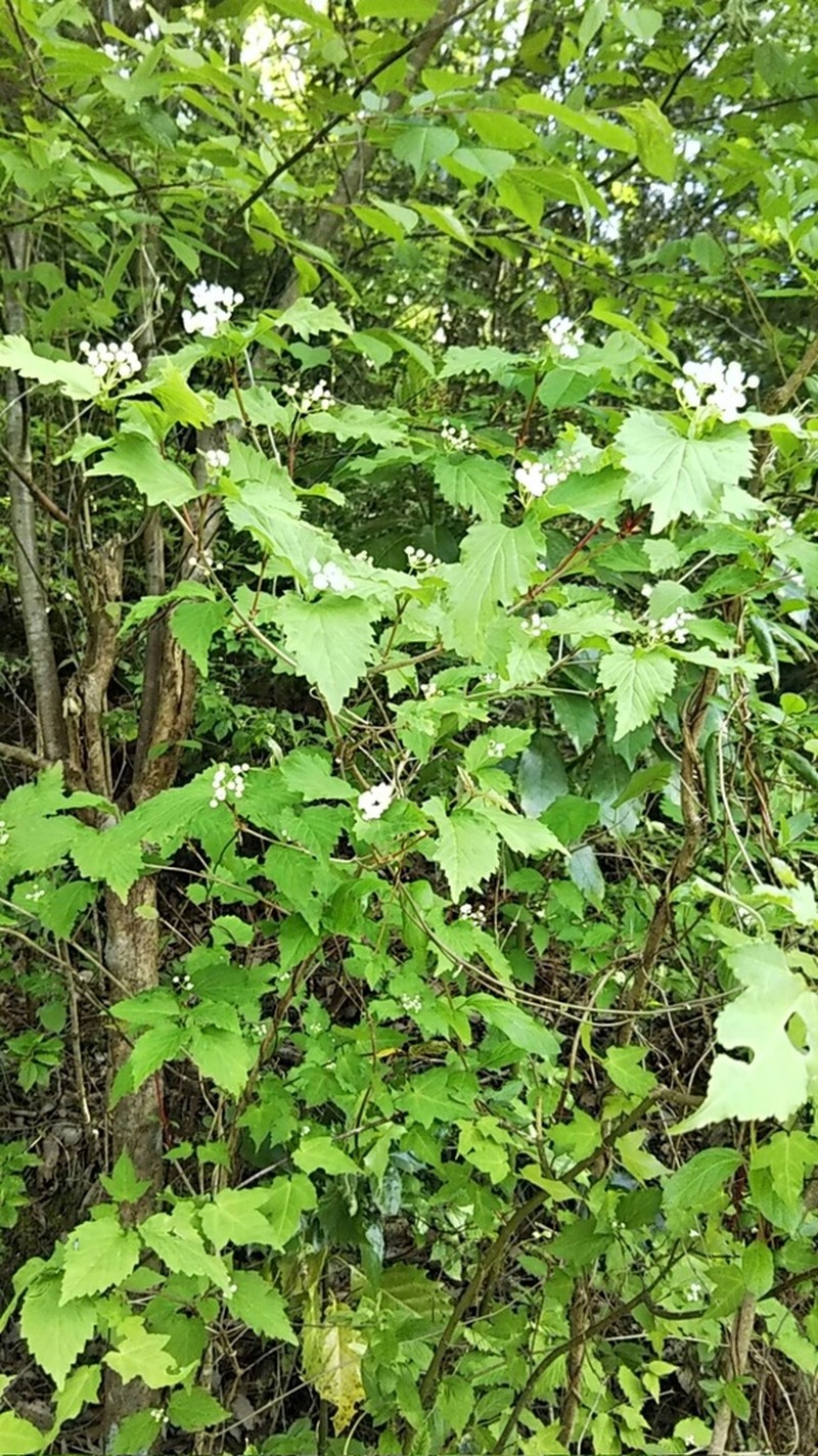 Viburnum phlebotrichum photo 7
