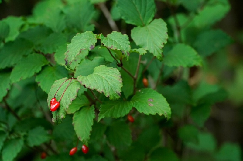 Viburnum phlebotrichum photo 8