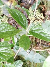Viburnum pichinchense