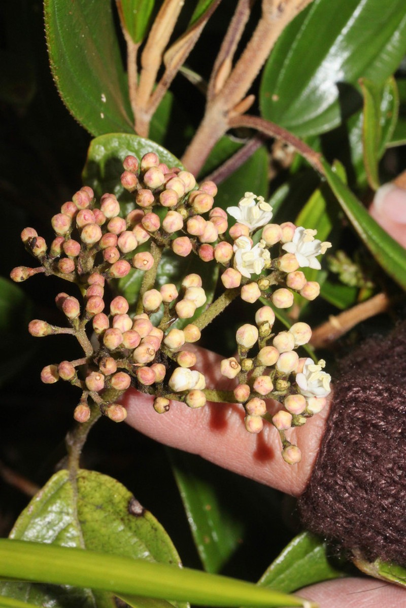 Viburnum pichinchense photo 2