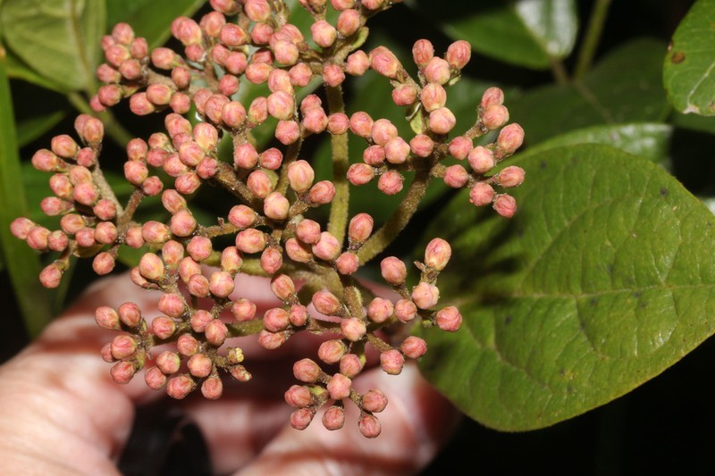 Viburnum pichinchense photo 3