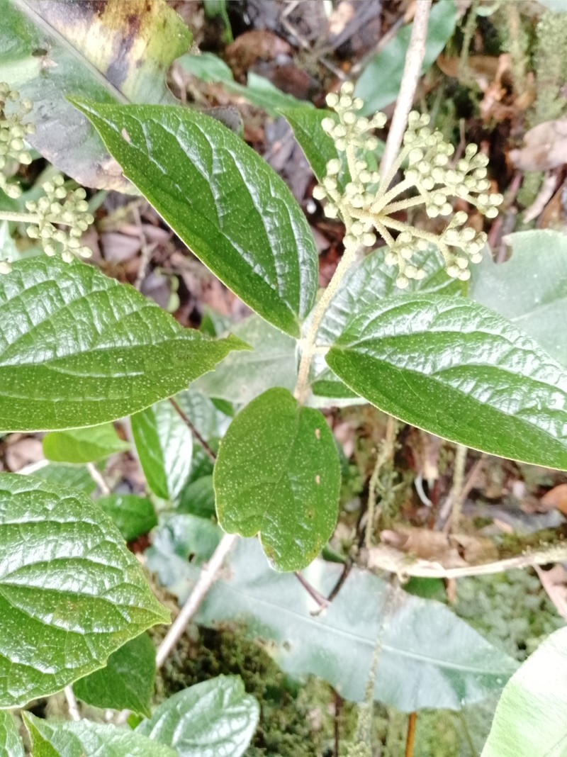 Viburnum pichinchense photo 4