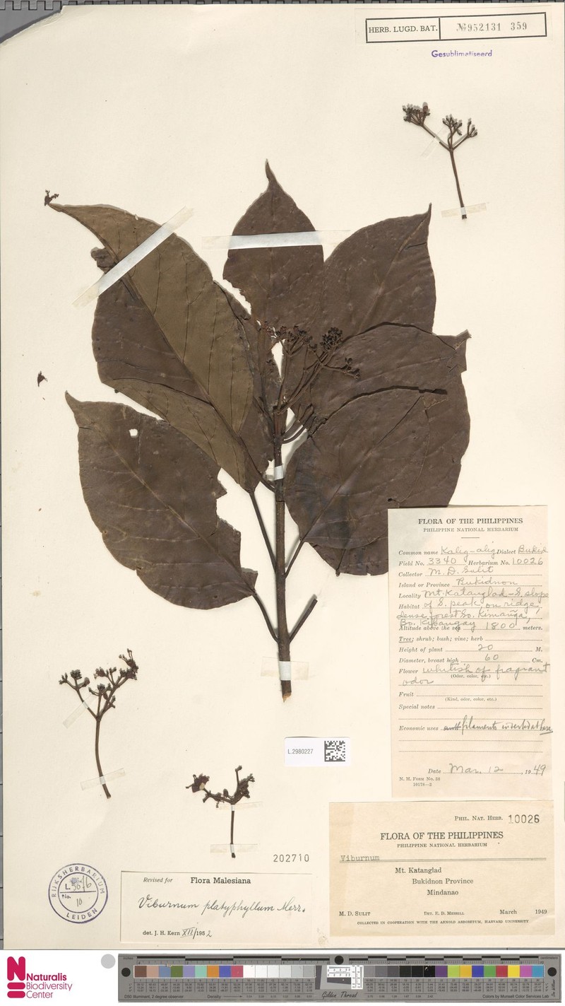 Viburnum platyphyllum