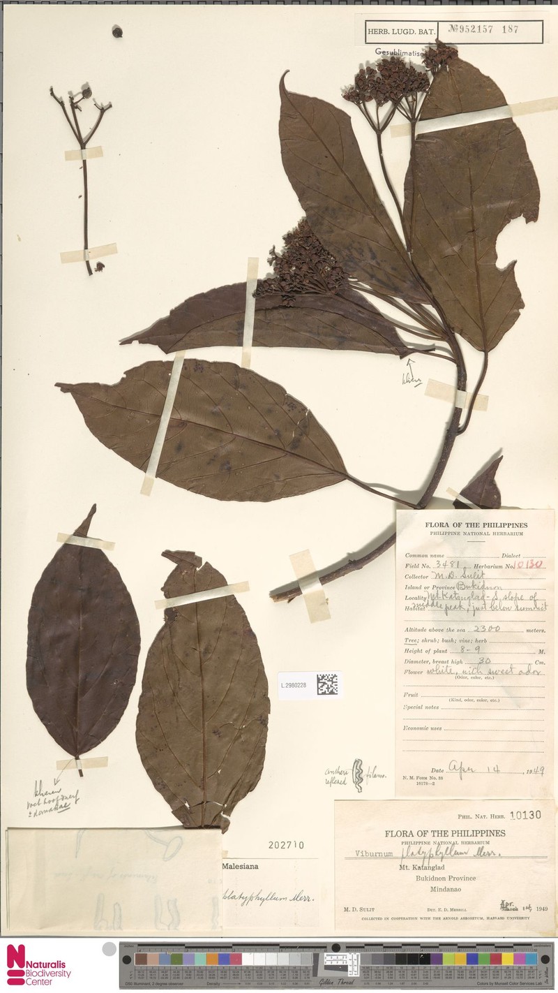 Viburnum platyphyllum photo 2