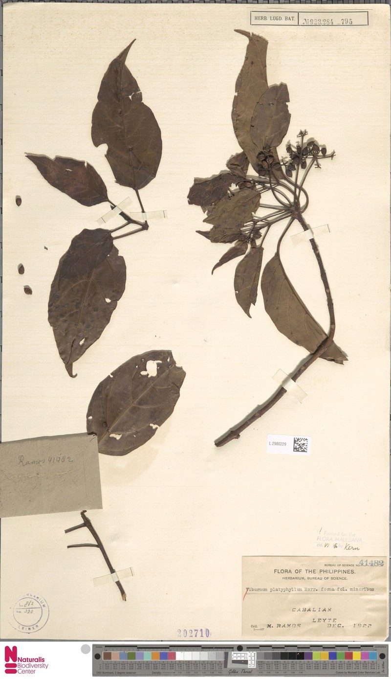 Viburnum platyphyllum photo 3