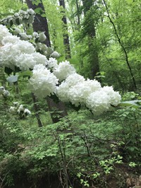 Japanese Snowball