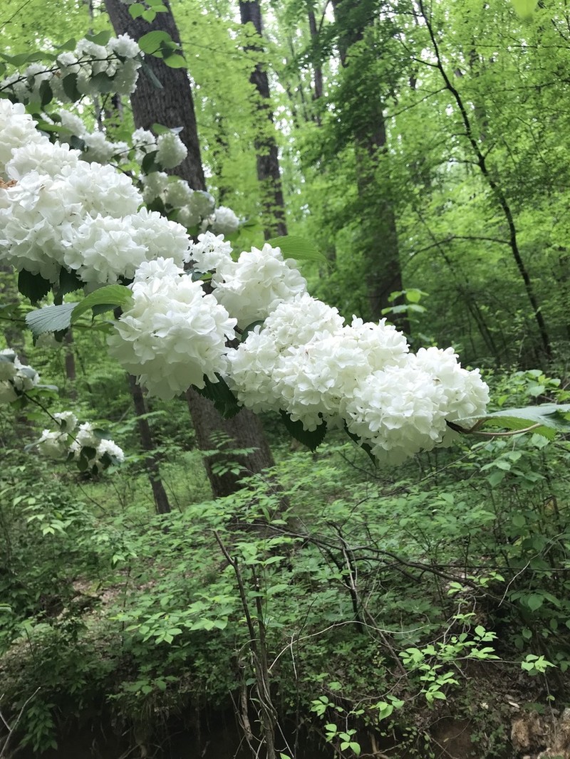 Japanese Snowball