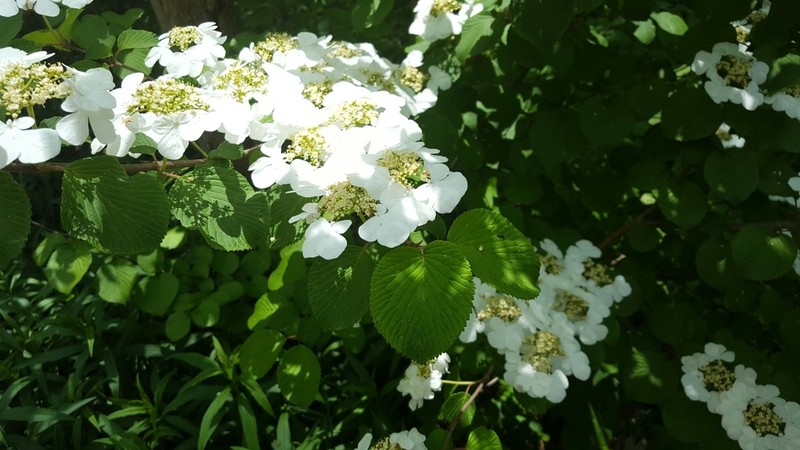 Japanese Snowball photo 2