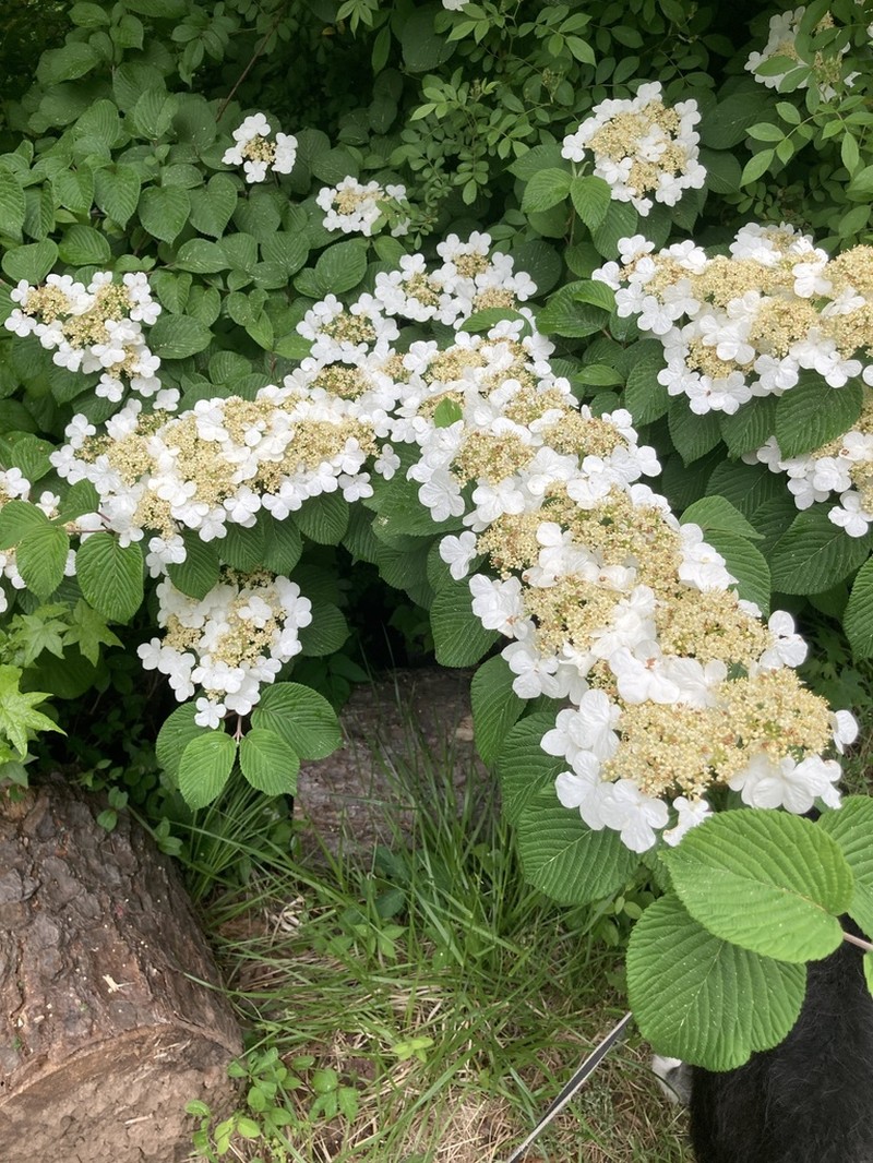 Japanese Snowball photo 4