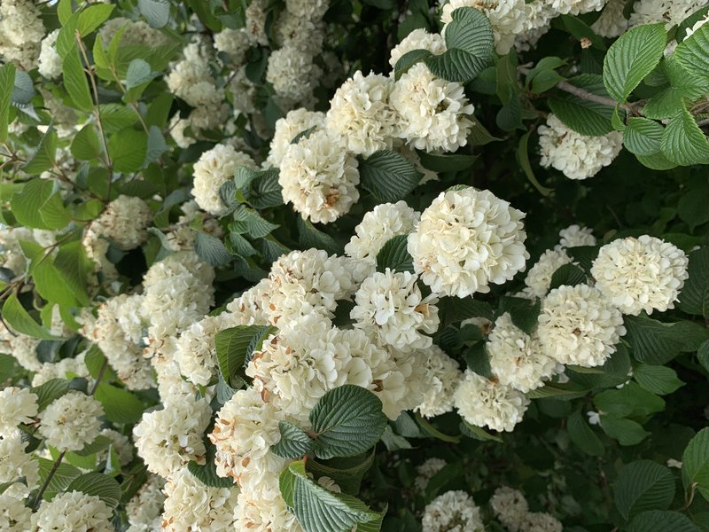 Japanese Snowball photo 5