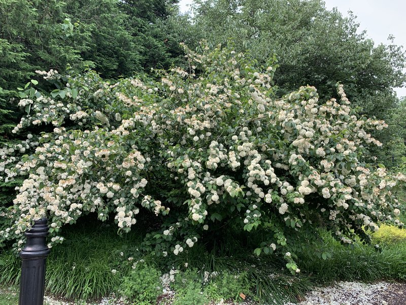 Japanese Snowball photo 6