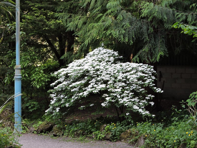 Japanese Snowball photo 2