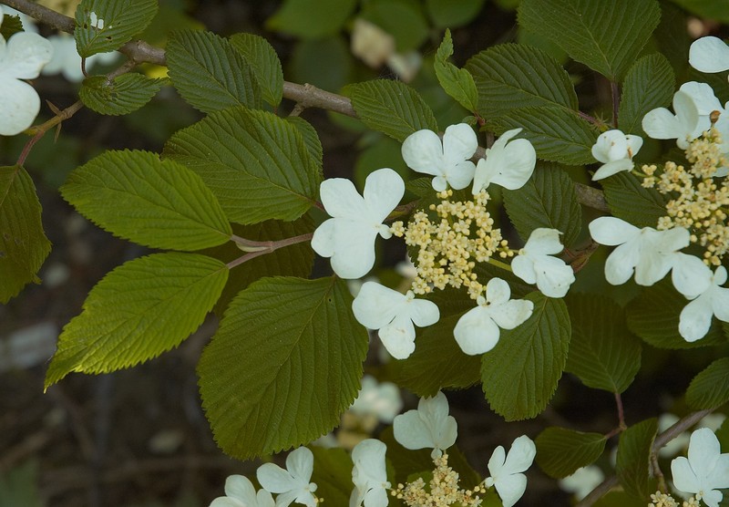 Japanese Snowball photo 3