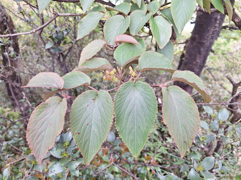 Viburnum plicatum var. formosanum