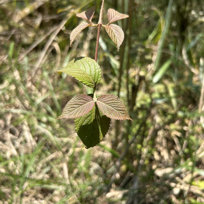 Viburnum plicatum var. formosanum photo 2