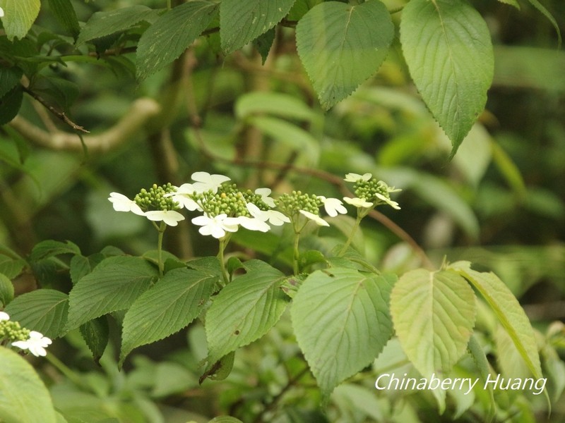 Viburnum plicatum var. formosanum photo 3