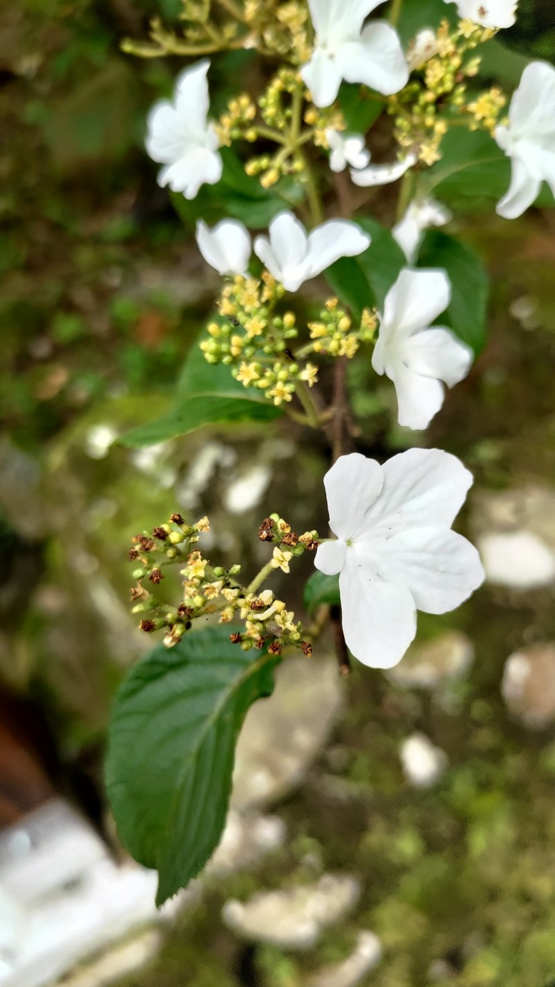 Viburnum plicatum var. formosanum photo 4