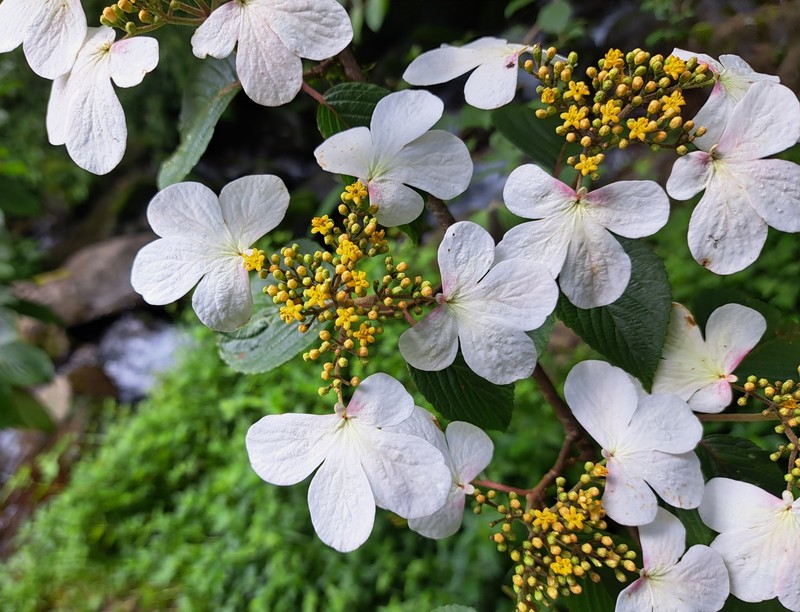 Viburnum plicatum var. formosanum photo 5